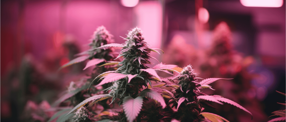 látka HHC extrahovaná z rastliny pre účely vapingu